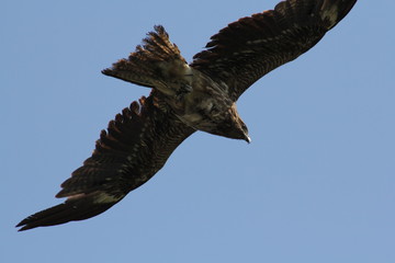 鳶