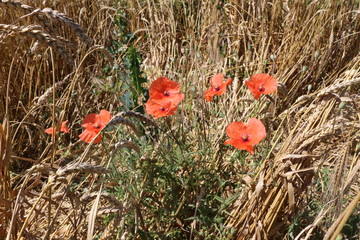 Red poppies bloom in a field of wheat in the middle of summer