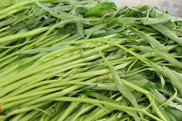 green morning glory for cooking at market