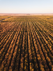 Almond Orchard from above. The Riverland, South Australia