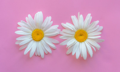 Two large daisies on a pink background. Daisies close up