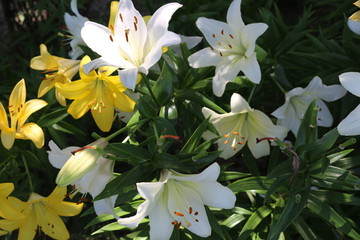 Fototapeta na wymiar Yellow lilies blooms in the garden in summer