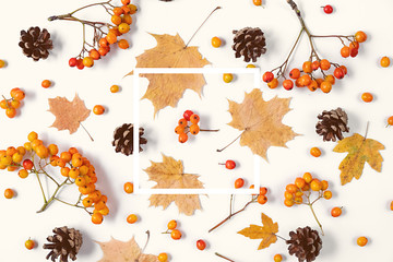 Autumn creative composition. Maple leaves, cones, rowan and white frame on gray background. Autumn, fall, halloween, thanksgiving day concept. Flat lay, top view, copy space