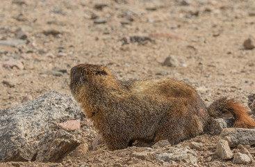 Cute Yellow Bellied Marmot