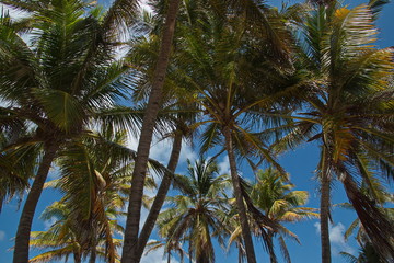 Fototapeta na wymiar Crowns of coconut palms at the beach on the island San Andres in Colombia