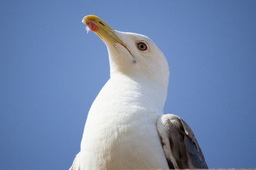 Portrait of a seagull in a light blue sky