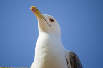 Portrait of a seagull in a light blue sky