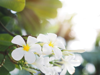 white frangipani (plumeria) flower and leaves