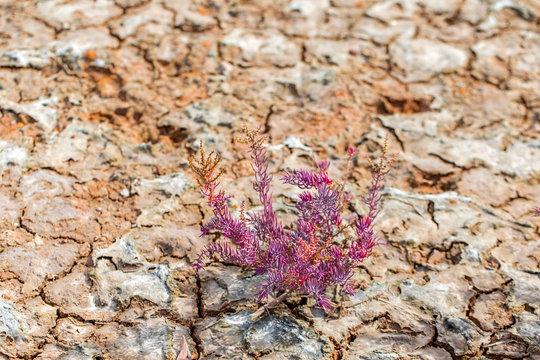 Colorful of Seablite (Suaeda maritima) growth in nature