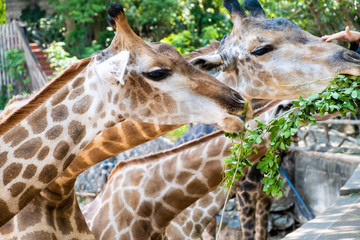 Cute Giraffe making sceptical faces while chewing food. The concept of animals in the zoo. Pattaya...