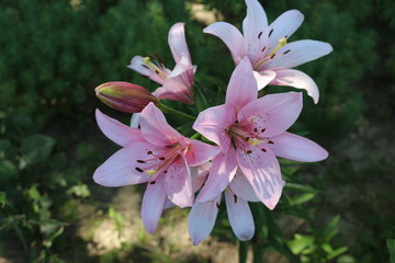 Pink lily blooms in the garden in summer