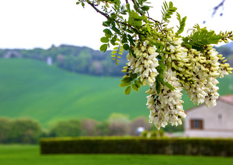 Landscape of Marche