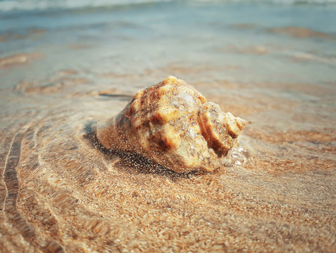 Large whelk shell washed by sea waves. Summer vacation background