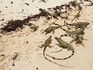 Big Iguana lizards on the island Johnny Cay near San Andres in Colombia