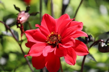 red flower in the garden with green background