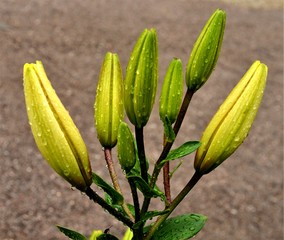 lily buds with water splashes
