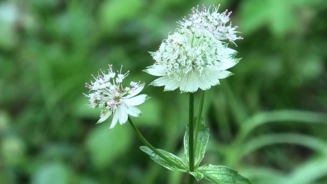 suoni colori canti del bosco prealpino