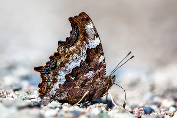 Allphotokz Butterflies 20070615 2747 5DM2