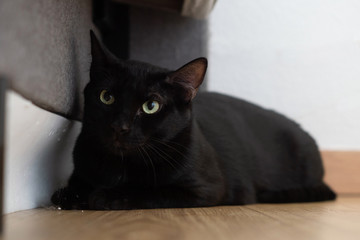 Gato negro escondido