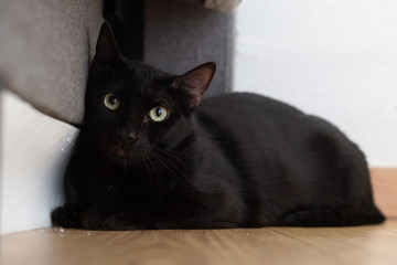 Gato negro escondido