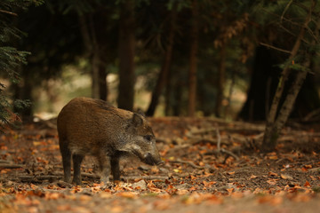 Young Wild boar, Sus scrofa, in the autumn forest in background, Germany