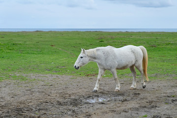 Fototapeta premium Cheval blanc
