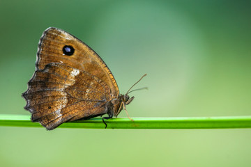 Allphotokz Butterflies 20080716 8617 5D