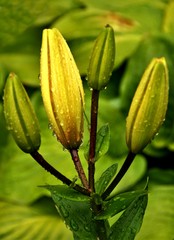 lily buds with water splashes