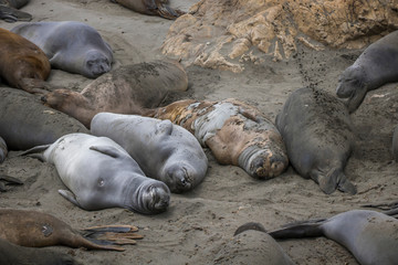Smiling Elephant Seals Sleep on California Beach