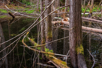 Fragment of Mountain Lake with Black Water in British Columbia, Canada.