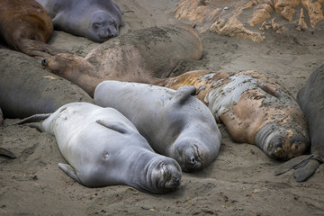 Elephant Seals Sleeping Smiling and Molting on Sandy Beach