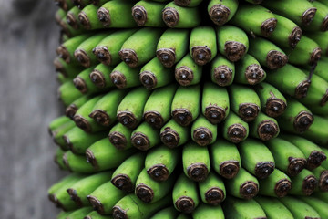 Close up of many little green bananas 