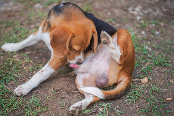 Beagle dog scratching body outdoor in the park on sunny day.