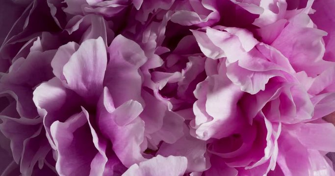 Peony Flower Macro Time Lapse Blooming