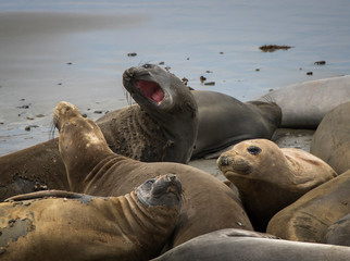 Group of Female Elelphant Seals Fight and Molt on Wet Sandy Beach