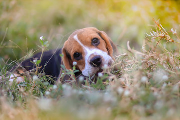 An adorable beagle puppy lying  outdoor on the grass field under the evening sunlight .