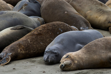 Elephant Seals Sleeping in Close Up Image on Sandy Beach