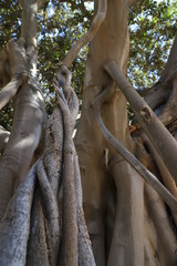 arbre remarquable à Palerme