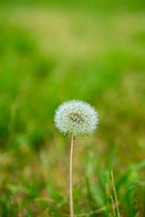 dandelion flower wild plant nature