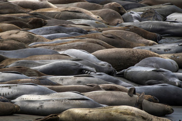Full Frame Elephant Seals Sleeping on Beach with Curves and Colors
