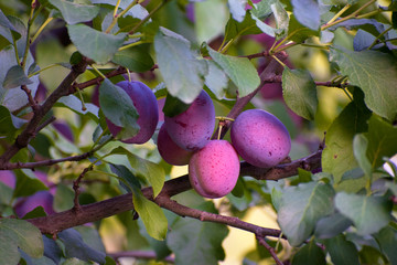 Mellow plums on a tree