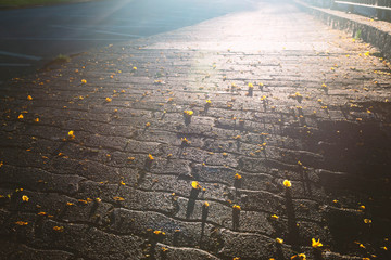 city pavement in Funchal