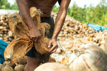 Closeup hand workers peeling coconut with an outdoor pointed knife.
