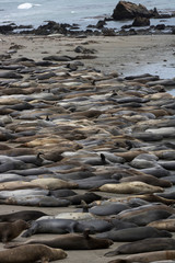 Beach at Piedras Blancas California Covered in Northern Elephant Seals