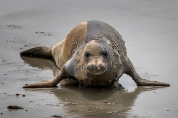Female Elephant Seal with Molting Fur Moves Across Wet Sand Close Up