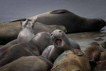 Fototapeta premium Beautiful Northern Elephant Seal Yells and Curves Among Others Seals
