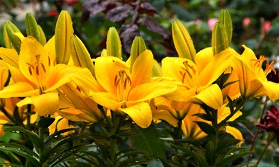 yellow lilies with water splashes