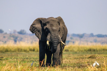 Fototapeta na wymiar Magnificent male elephant in shallow waters of Chobe River, Botswana