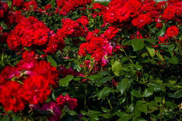 The large beautiful green garden with bushes of red roses. Summer season of blossoming.