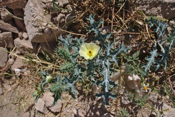 Thistle with yellow flower on dusty ground